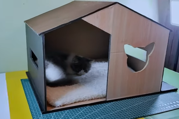 How to choose the best cat box for multiple cats?