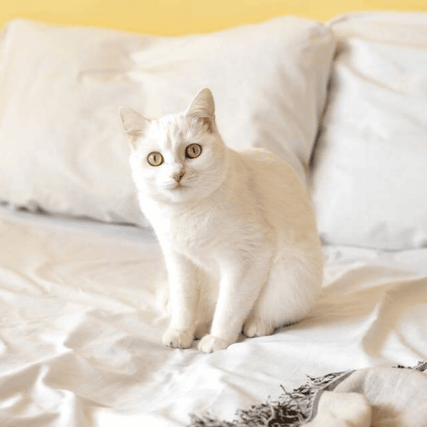 Why is My Cat Peeing on My Bed? Understanding Feline Behavior